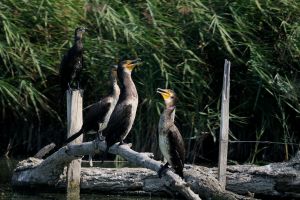 Grand Cormoran Phalacrocorax carbo (Christophe Grousset)