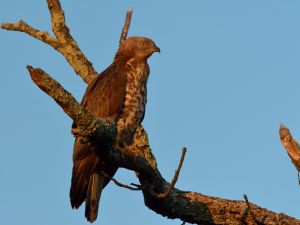 Bondrée apivore Pernis apivorus (Christophe Grousset)