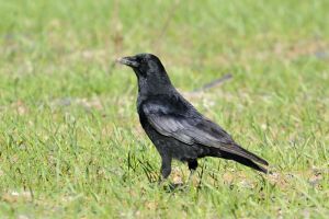 Corneille noire Corvus corone (Christophe Grousset)