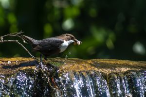 Cincle plongeur Cinglus cinglus (Christophe Grousset)