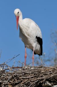 Cigogne blanche Ciconia ciconia (Christophe Grousset)