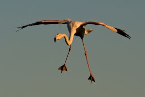 Flamant rose Phoenicopterus roseus (Christophe Dhéry)