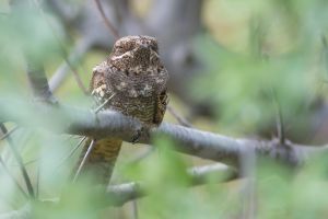 Engoulevent d'Europe Caprimulgus europaeus (Christophe Grousset)