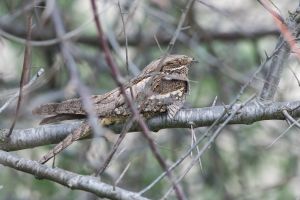 Engoulevent d'Europe Caprimulgus europaeus (Christophe Grousset)