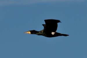 Grand Cormoran Phalacrocorax carbo (Christophe Grousset)