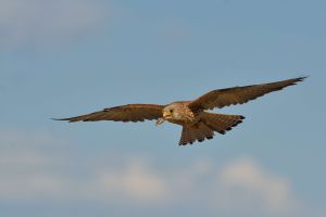 Faucon crécerellette Falco naumanni (Christophe Grousset) 