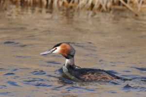 Grèbe huppé Podiceps cristatus (Chistophe Grousset)