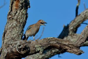 Geai des chênes Garrulus glandarius (Christophe Grousset)