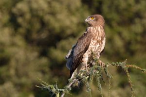 Circaète Jean-le-Blanc Circaetus gallicus (Christophe Grousset)