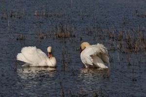 Cygne tuberculé Cygnus olor (Christophe Grousset)