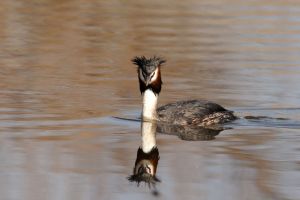 Grèbe huppé Podiceps cristatus (Chistophe Grousset)