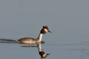 Grèbe huppé Podiceps cristatus (Chistophe Grousset)