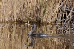 Grand Cormoran Phalacrocorax carbo (Christophe Grousset)