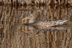 Canard souchet Anas clypeata (Christophe Grousset)