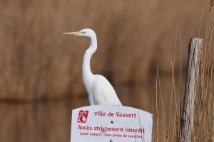 Grande Aigrette Ardea alba (Christophe Grousset)