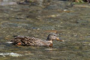 Canard colvert Anas platyrhynchos (Christophe Grousset)