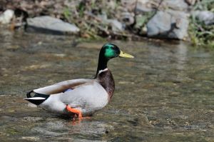 Canard colvert Anas platyrhynchos (Christophe Grousset)