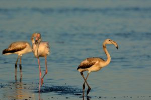 Flamant rose Phoenicopterus roseus (Christophe Grousset)