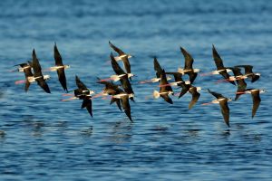 Échasse blanche Himantopus himantopus (Christophe Grousset)