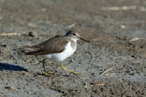 Chevalier guignette Actitis hypoleucos (Christophe Grousset)