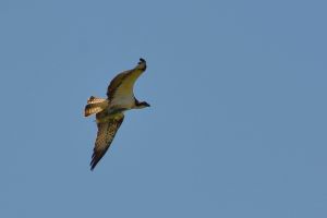 Balbuzard pêcheur Pandion haliaetus (Christophe Grousset)