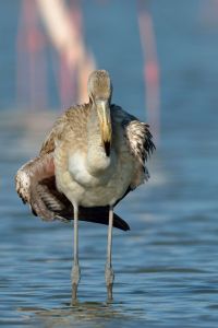 Flamant rose Phoenicopterus roseus (Christophe Grousset)