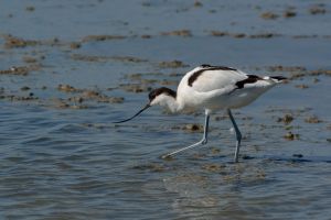 Avocette élégante Recurvirostra avosetta (Christophe Grousset)