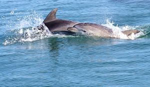 Grand Dauphin (Tursiops truncatus) : Francis PELISSIER