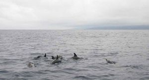 Dauphin bleu et blanc (Stenella coeruleoalba) : Philippe LAVAUX