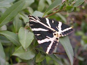 Ecaille chinée Euplagia quadripunctaria (Philippe Lavaux)