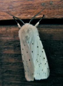 Ecaille tigrée Spilosoma lubricipeda (Michèle Carré)