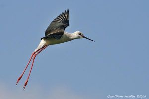 Échasse blanche Himantopus himantopus (Jean Pierre Trouillas)