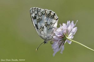 Echiquier ibérique Melanargia lachesis (Jean-Pierre TROUILLAS)