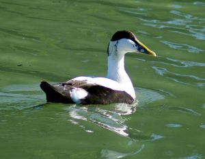 Eider à duvet Somateria mollissima (Cyrille Sabran)