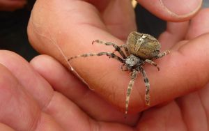 Epeire diadème (Araneus diadematus) : Francis BURST