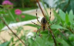 Epeire diadème (Araneus diadematus) : Francis BURST