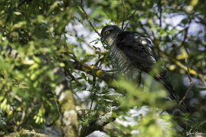 Epervier D'Europe Accipiter nisus (G. Lacassin)