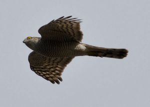 Epervier D'Europe Accipiter nisus (Christophe Grousset)