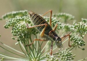 Ėphippigère des vignes (Ephippiger ephippiger) : Roger Védère