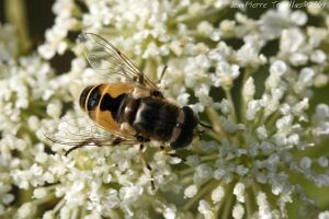 Eristale indéterminée (Eristalis sp.) : Jean-Pierre TROUILLAS