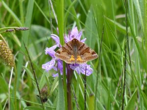 Doublure jaune (Euclidia glyphica) sur Dactylorhiza maculata : Daniel BIZET