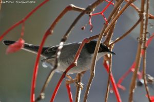 Fauvette mélanocéphale Sylvia melanocephala (Jean-Pierre Trouillas)