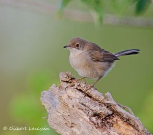 Fauvette passerinette Sylvia inormata (Gilbert Lacassin)