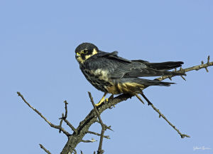 Faucon hobereau Falco subbutéo (G. Lacassin)