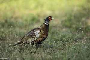 Faisan de Colchide Phasianus colchicus (G. Lacassin)