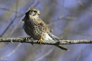 Faucon crécerelle Falco tinnunculus (Gilbert Lacassin)