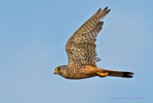 Faucon crécerelle Falco tinnunculus (Gilbert Lacassin)