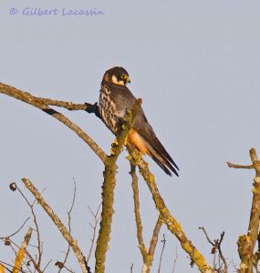 Faucon Hobereau Falco subbuteo (Gilbert Lacassin)