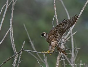 Faucon pèlerin Falco peregrinus (Gilbert Lacassin)