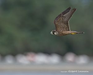 Faucon pèlerin Falco peregrinus (Gilbert Lacassin)